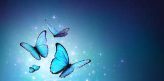 Fábula «El vuelo de la mariposa», de Juan Mateo.