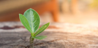 Fragmento del libro «Coraje: La alegría de vivir peligrosamente», de Osho.